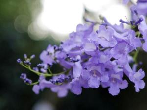蓝花楹种子的种植方法