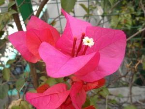 在家中能养好叶子花吗 叶子花属强阳性植物