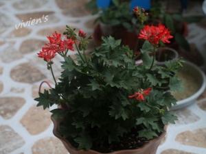 天竺葵度夏那些事：天竺葵度夏秘诀:通风、荫凉、避雨