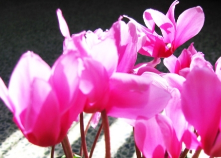 仙客来图片 仙客来图片