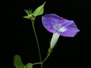 牵牛花和矮牵牛的区别：牵牛花是藤本植物，喜欢缠绕生长；矮牵牛是草本植物，一般匍匐于地面生长