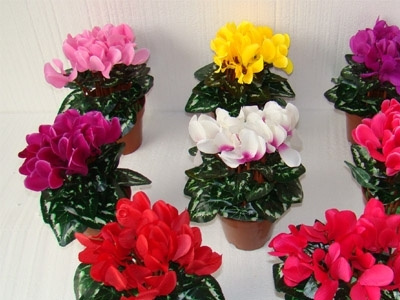 各种仙客来图片 各种仙客来图片