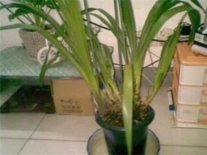 白兰花怎么换盆，4个步骤更换盆土养护