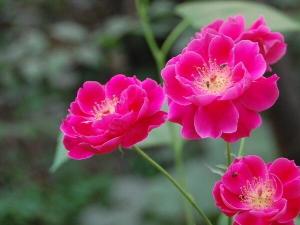 小月季花的养殖方法 春夏每天浇水两次