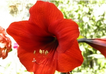 让朱顶红 让朱顶红