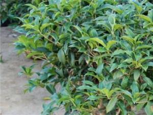 桂花树苗1～20元一棵
