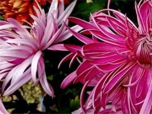 菊花几天浇一次水 春季2～3天浇一次