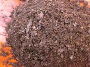 兰花怎么养发芽快，教你兰花多发芽的秘诀