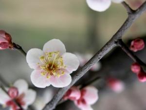 梅花在中国有3000余年栽培历史