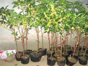 桂花什么品种最名贵，金桂最名贵/桂花200～400元一盆