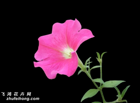 ǣţ