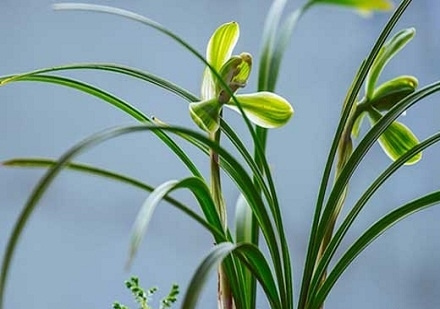 兰花的夏季养护要点