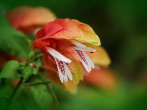 虾衣花的养殖方法及注意事项：喜光、喜湿、喜温暖的环境