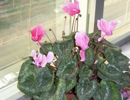 仙客来图片 仙客来图片