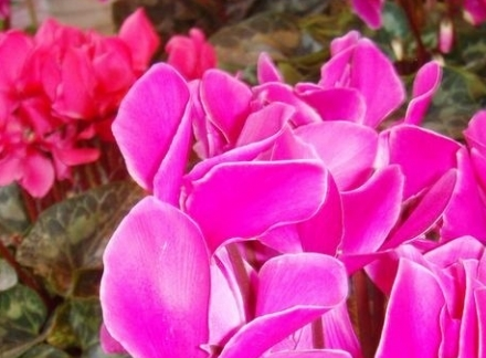 娇艳的仙客来图片 娇艳的仙客来图片