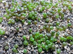生石花小苗要怎样养护呢？