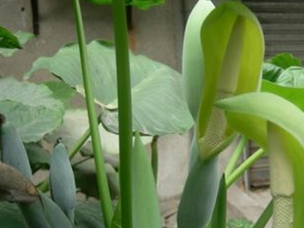 龟背竹开花啦 龟背竹开花啦