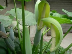 ������ѧ���ù걳��