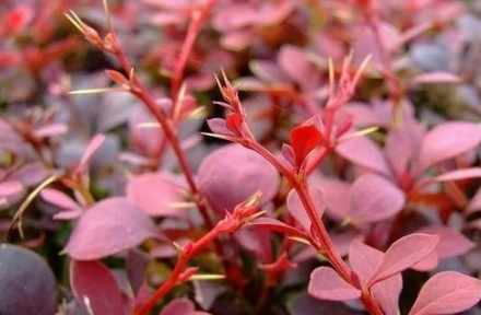 红叶小檗的养殖方法 红叶小檗的养殖方法
