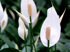 ����������ô������������ʪ��