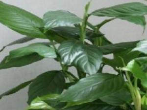 万年青怎么养 春秋季节每隔15天浇一次水