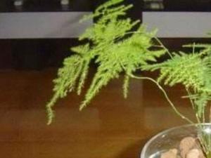 水养文竹的养殖方法和注意事项 每次换水时向水中滴几滴营养液