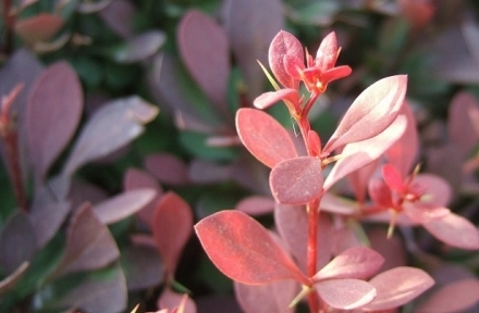 红叶小檗的养殖方法 红叶小檗的养殖方法