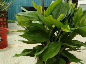 万年青烂根怎么办，分析原因治理烂根 万年青是属于肉根系的植物