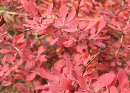 红叶小檗的养殖方法 红叶小檗的养殖方法