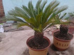 ����������Ҷ��ô�죬�ĸ������������ȷ���Ҷ