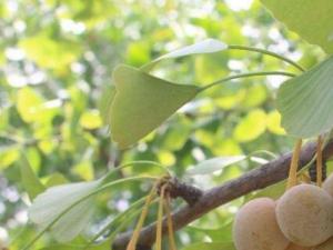 银杏叶怎么处理才能泡茶 银杏叶需要像茶叶一样经过炒制后才能饮用