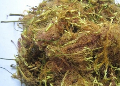 晒干的合欢花
