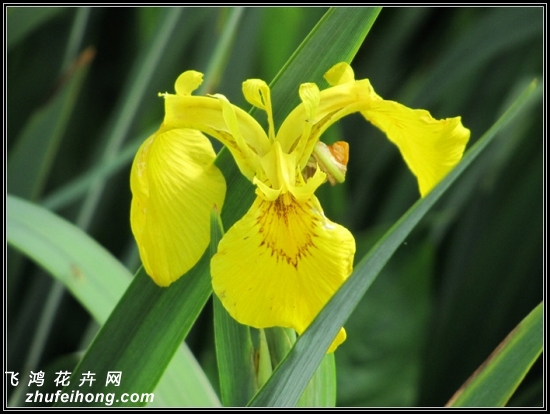 黄菖蒲图片