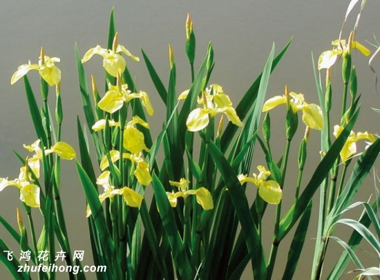 黄菖蒲花语