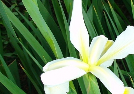 菖蒲开花