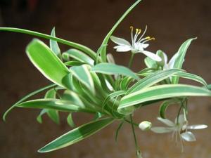 ��ߵ��������ã�����80%���ϵ��к�����