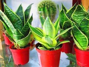 ��β����Ҷ�ӷ������ޣ���������ʹ��ָ�����