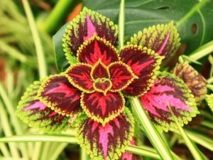 ֲﰲȫҶֲֲˮֲһ