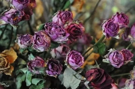 哪些花可以做干花 哪些花可以做干花