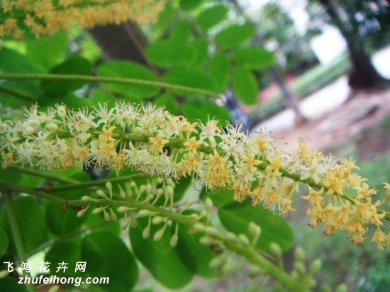 海红豆开的花