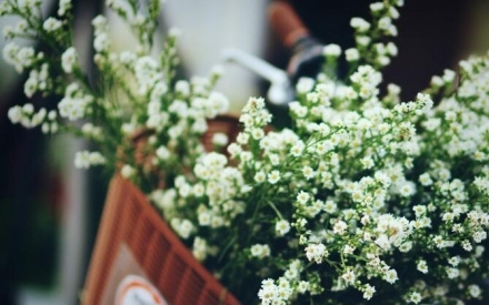 哪些花可以做干花 哪些花可以做干花