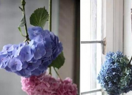 哪些花可以做干花 哪些花可以做干花