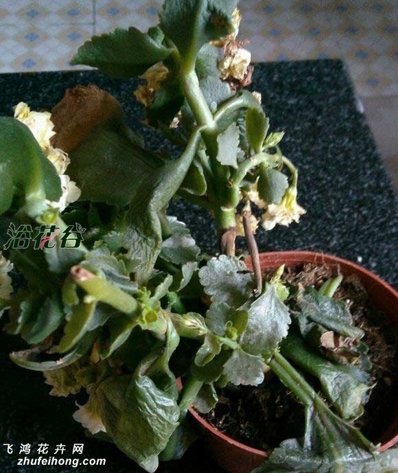 长寿花被冻了