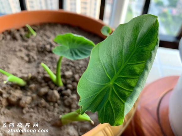 盆栽芋头