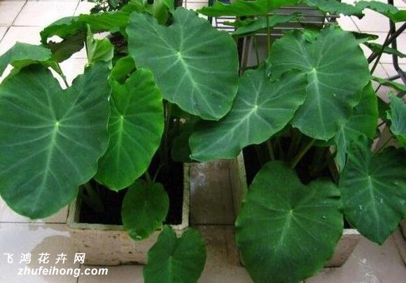 盆栽芋头
