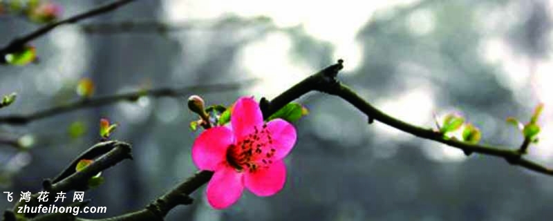 海棠花叶枯萎用剪掉吗,怎么修剪 海棠花叶枯萎用剪掉吗,怎么修剪