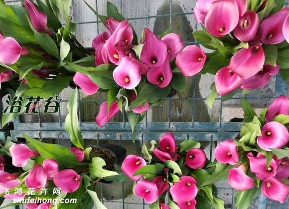 年宵花卉