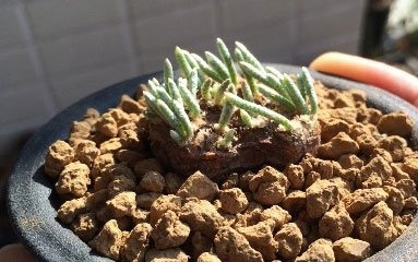 韧锦的种植(心得篇)