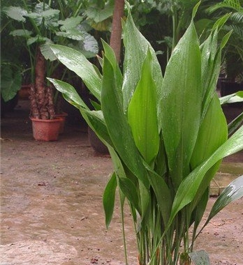 一叶兰(蜘蛛抱蛋)怎样保持叶片常绿