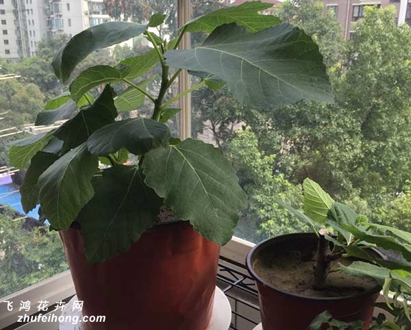 盆栽无花果